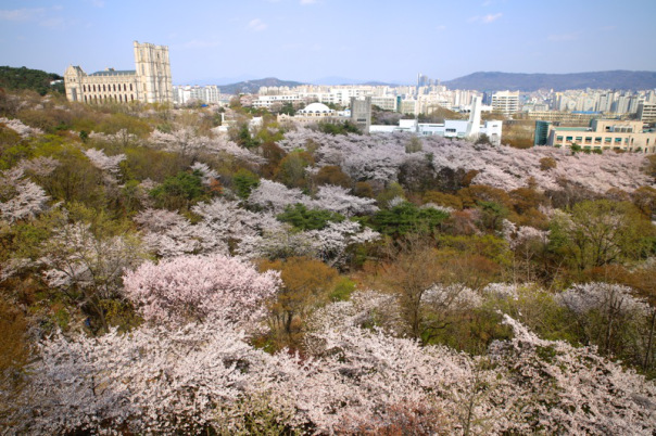 서울의 숨겨진 벚꽃축제 명소